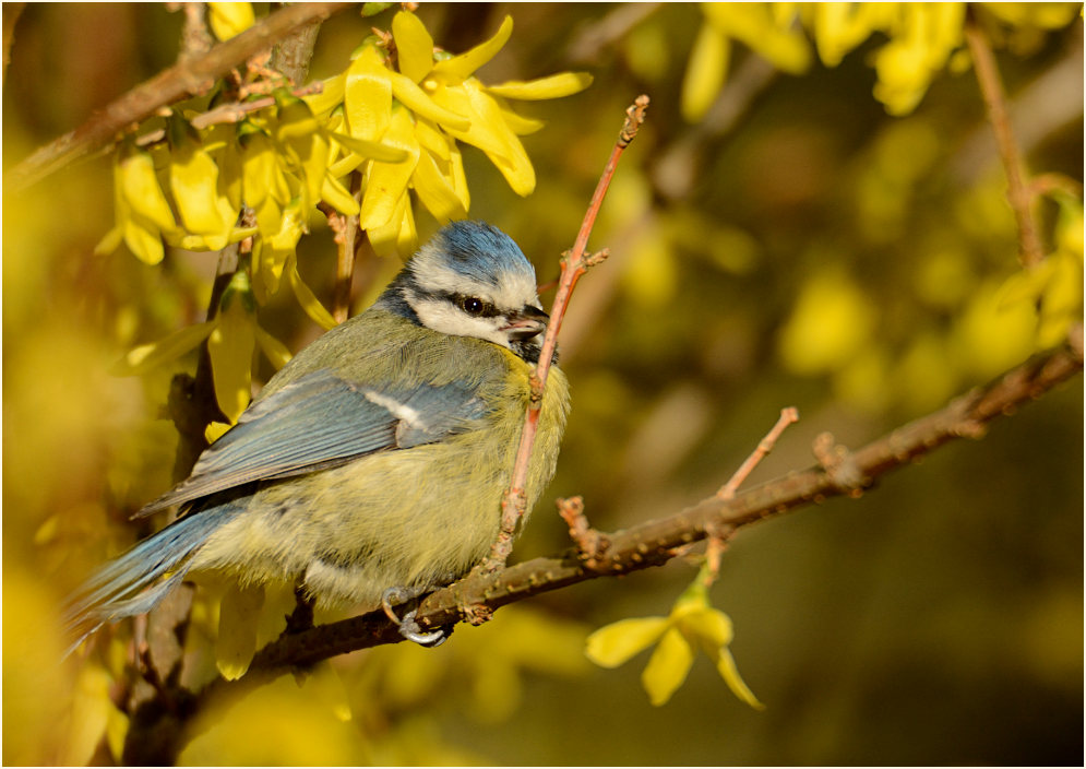 Blaumeise