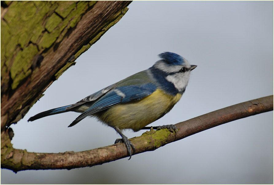 Blaumeise