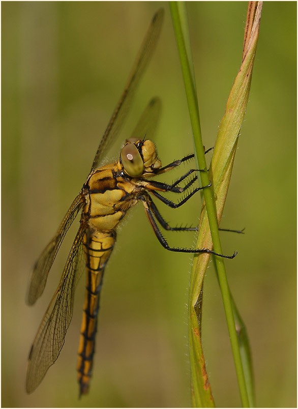 Großer Blaupfeil (Weibchen)