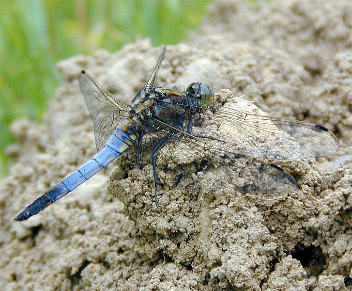 Libellen, Großer Blaupfeil
