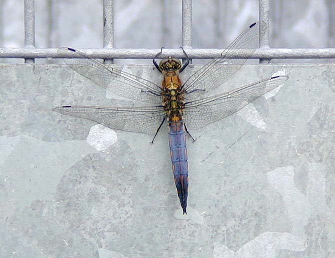 Libellen, Großer Blaupfeil