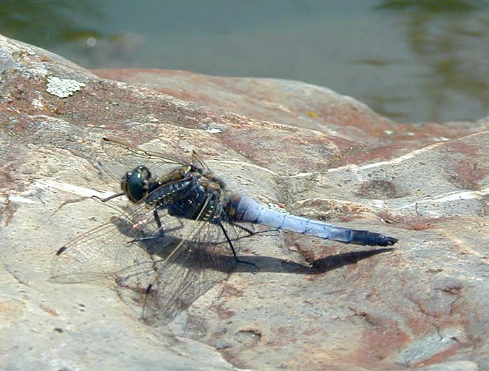 Libellen, Großer Blaupfeil