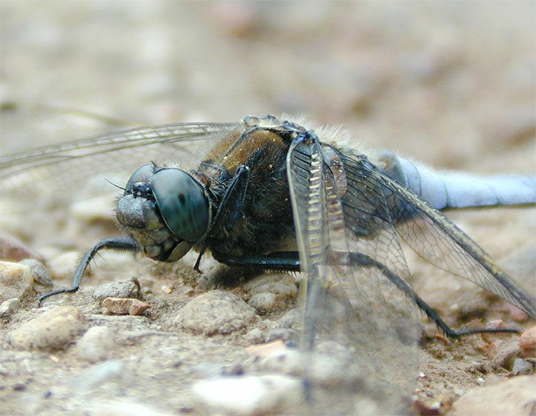 Libellen, Großer Blaupfeil