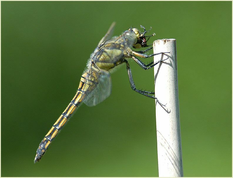 Ein Blaupfeilweibchen verspeist eine Fliege