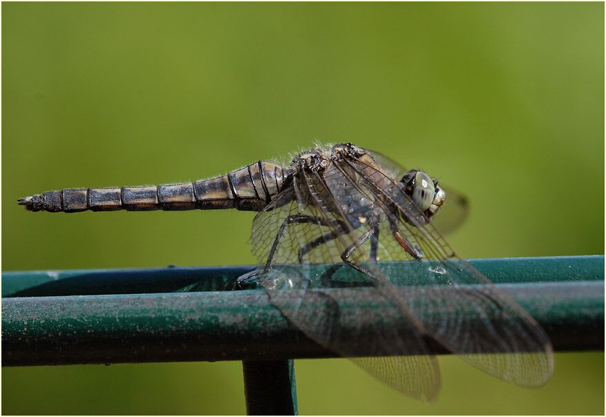 Großer Blaupfeil (Weibchen)