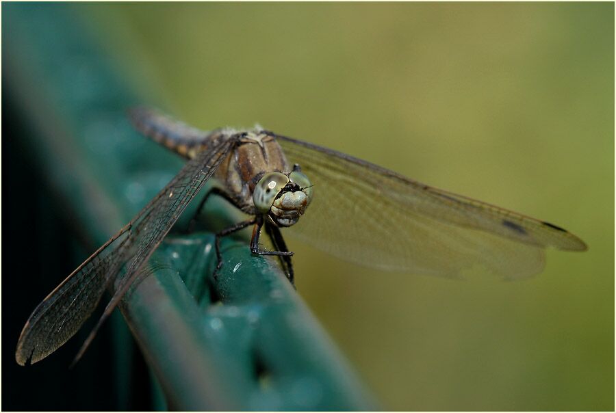 Großer Blaupfeil (Weibchen)
