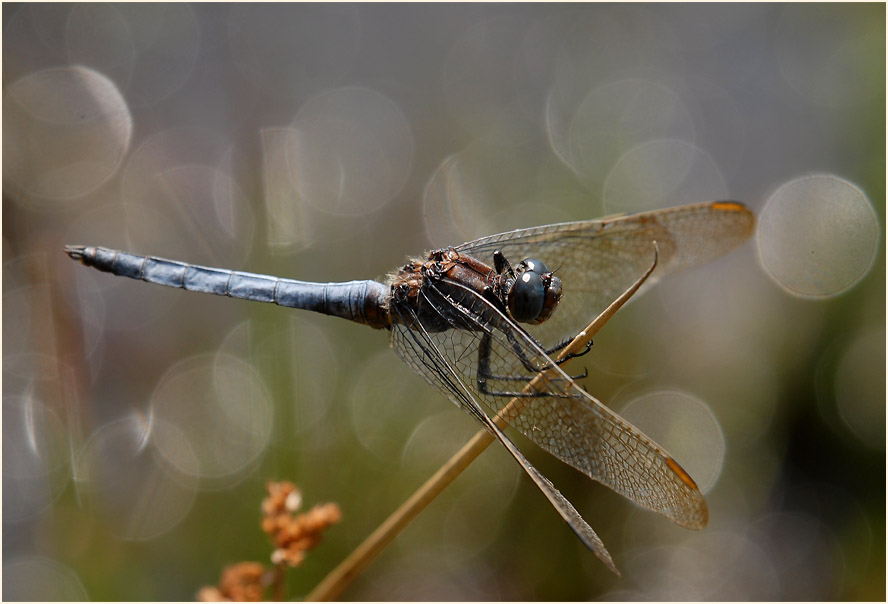 Kleiner Blaupfeil (Orthetrum coerulescens)