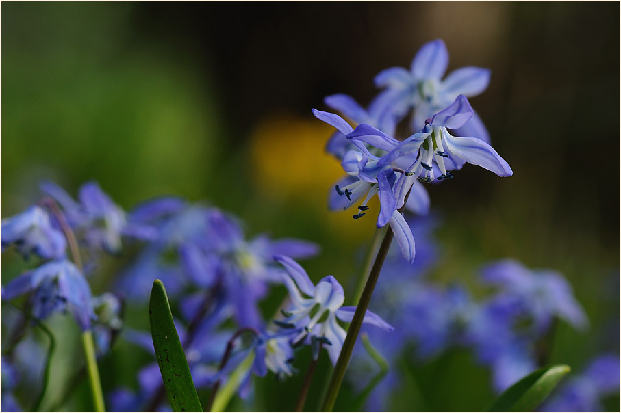 Blausternchen (Scilla siberica)