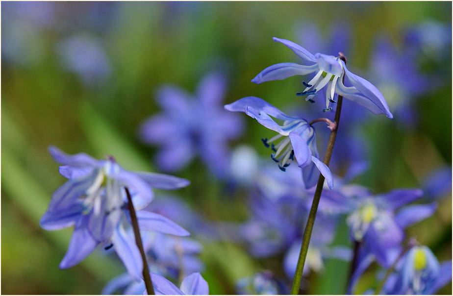 Blausternchen (Scilla siberica)