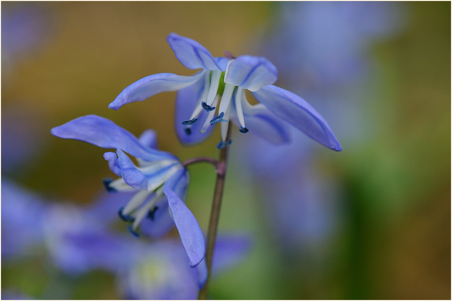 Blausternchen (Scilla siberica)