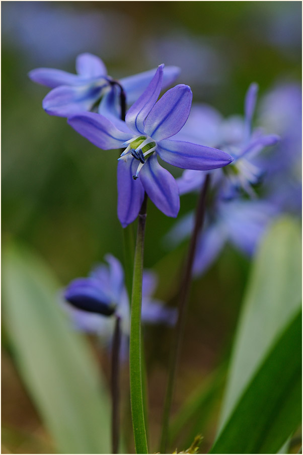 Blausternchen (Scilla siberica)