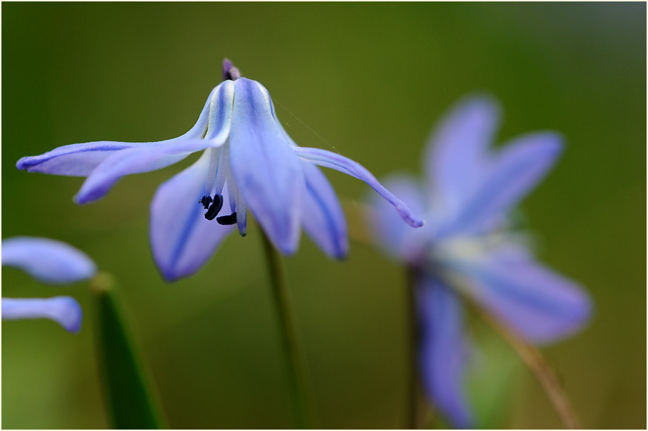 Blausternchen (Scilla siberica)