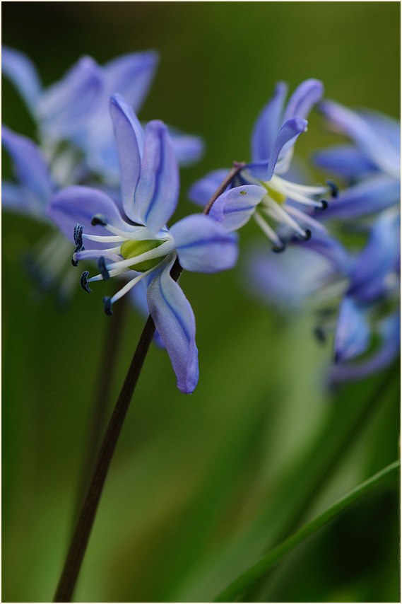 Blausternchen (Scilla siberica)