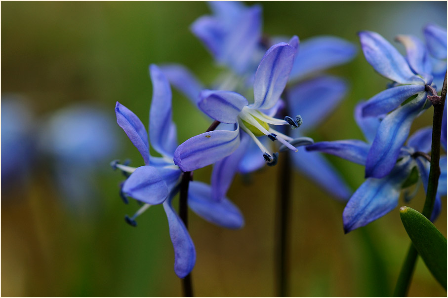 Blausternchen (Scilla siberica)