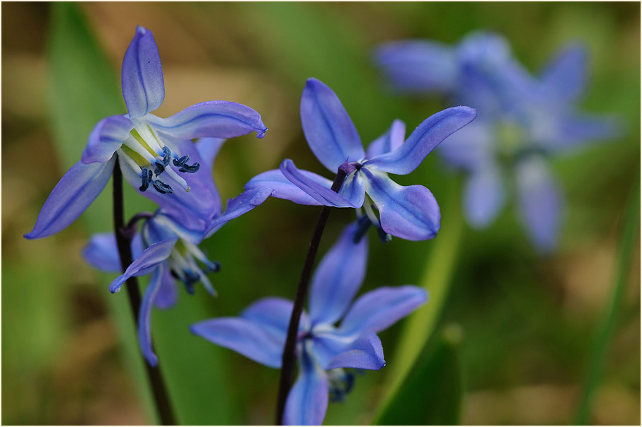 Blausternchen (Scilla siberica)