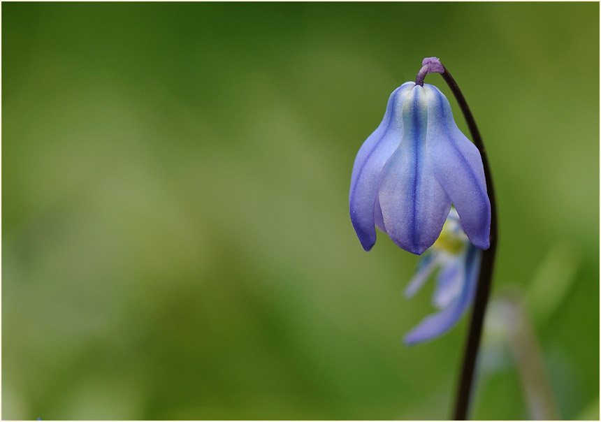 Blausternchen (Scilla siberica)