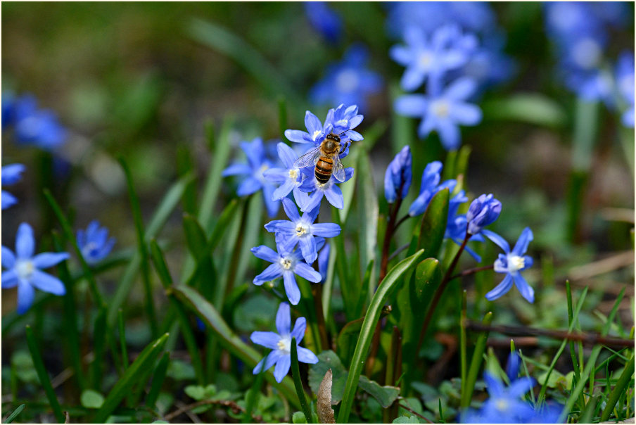 Blausternchen (Scilla siberica)