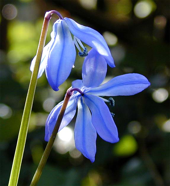 Blausternchen (Scilla siberica)