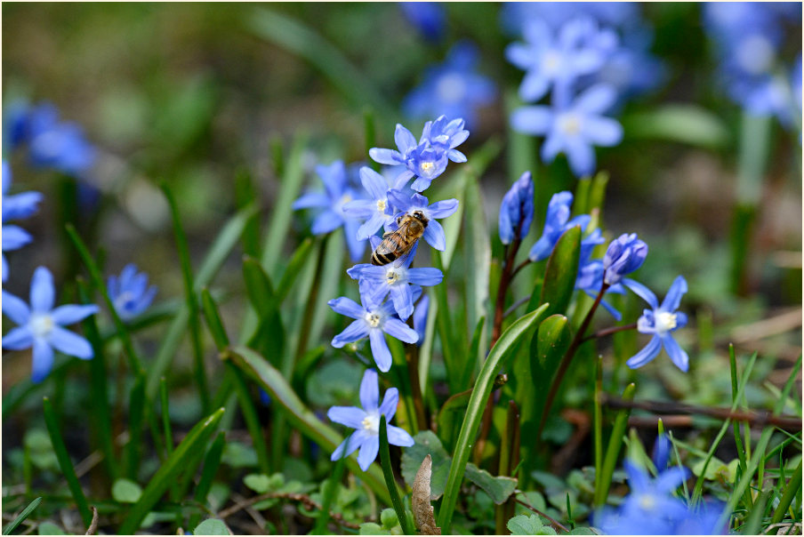 Blausternchen (Scilla siberica)