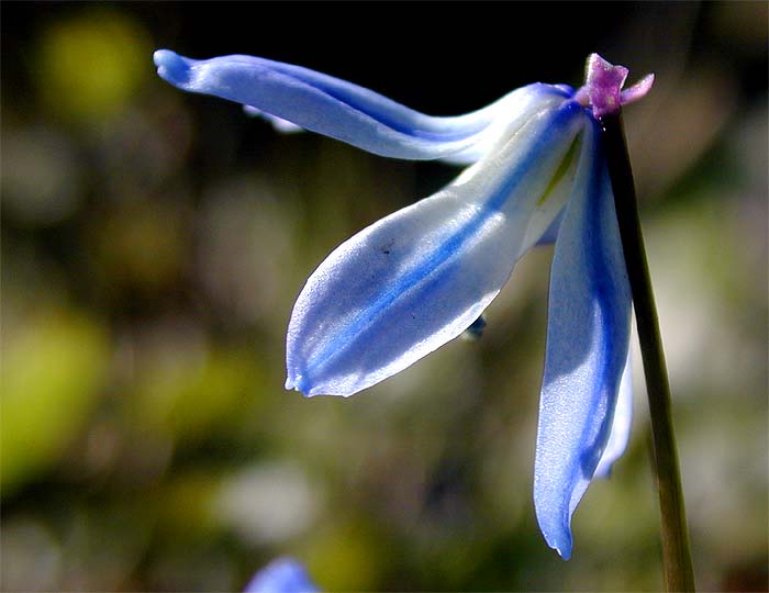 Blausternchen (Scilla siberica)