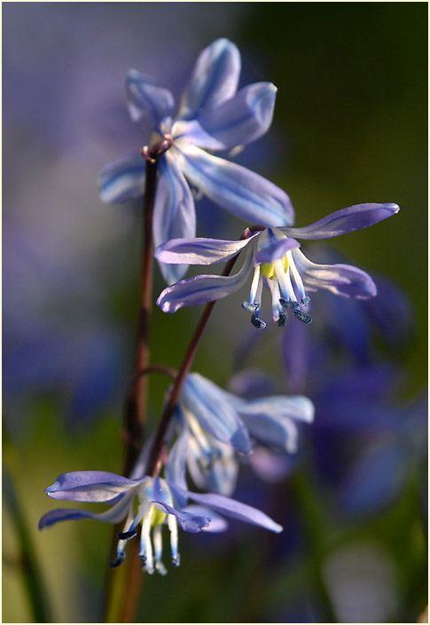 Blausternchen (Scilla siberica)