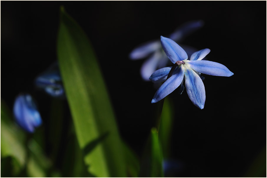 Blausternchen (Scilla siberica)