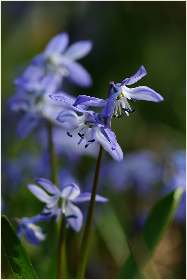 Blausternchen (Scilla siberica)