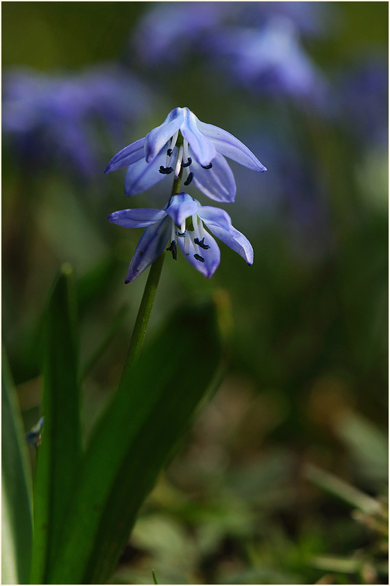 Blausternchen (Scilla siberica)