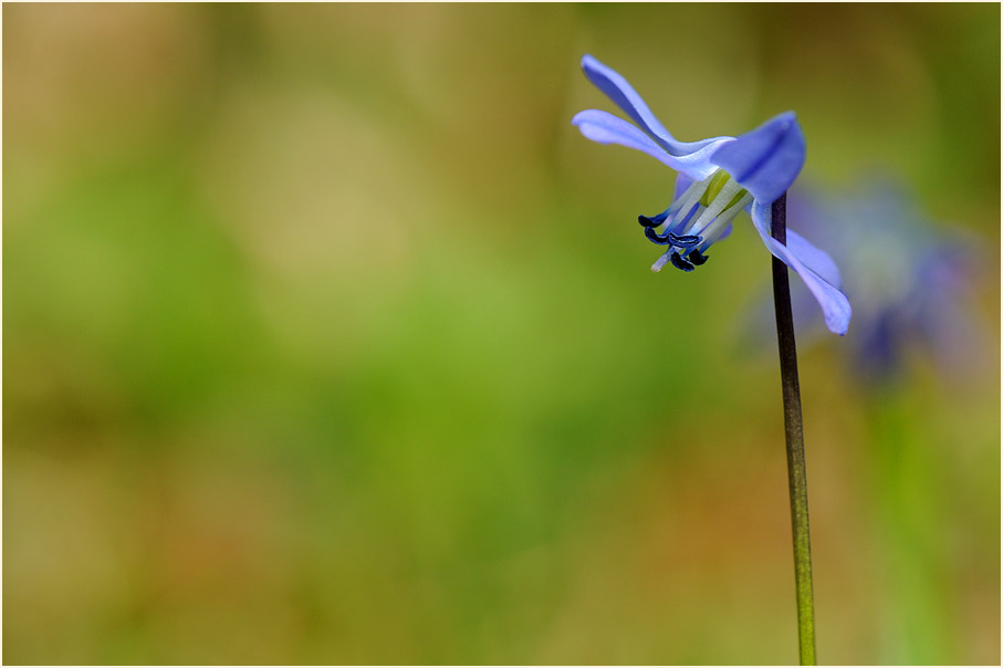 Blausternchen (Scilla siberica)