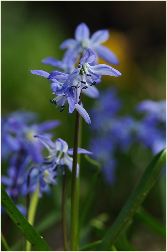 Blausternchen (Scilla siberica)