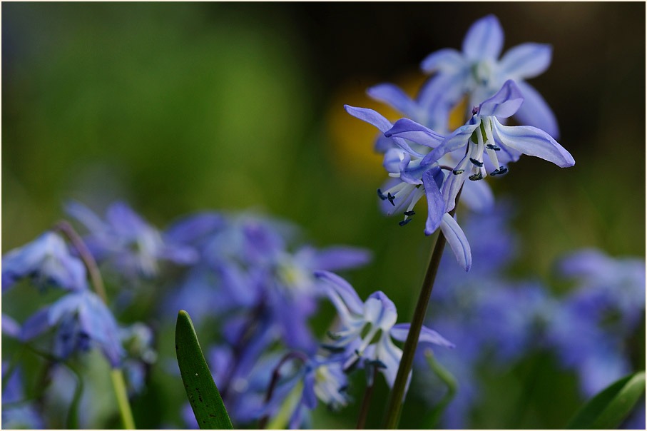 Blausternchen (Scilla siberica)