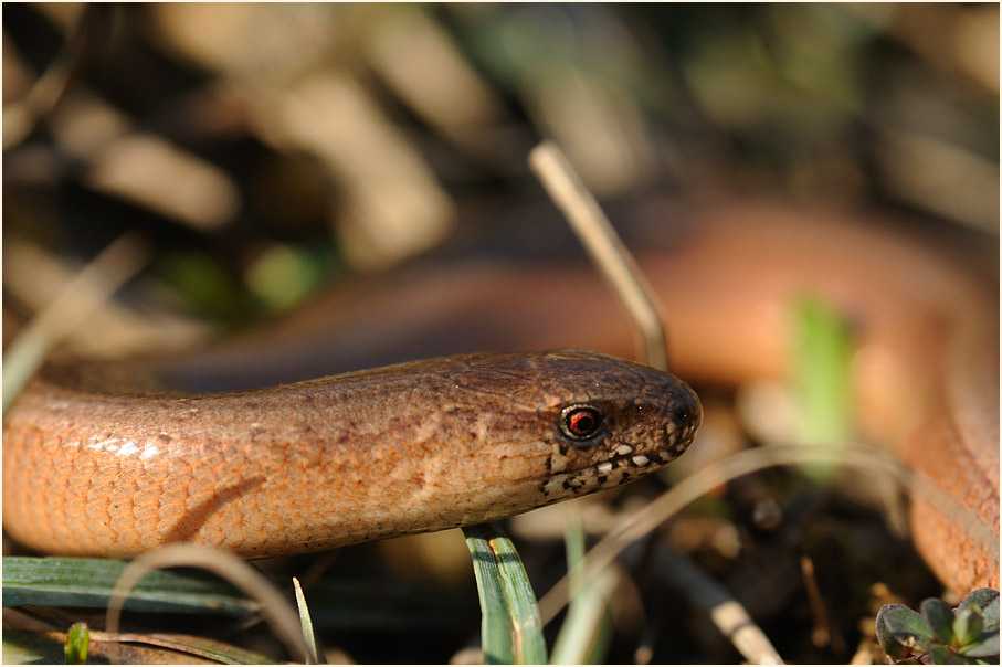 Blindschleiche