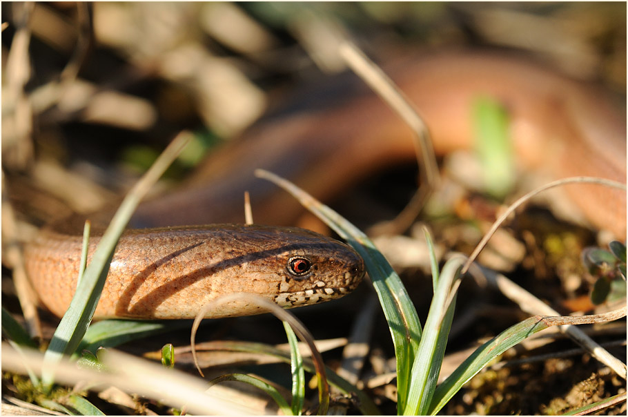 Blindschleiche