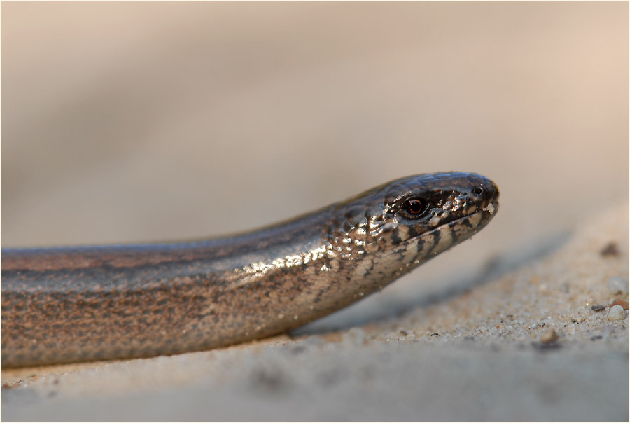Blindschleiche