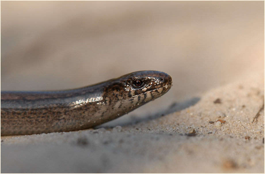 Blindschleiche