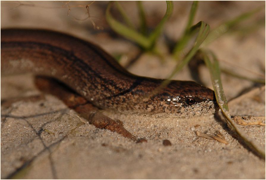Blindschleiche