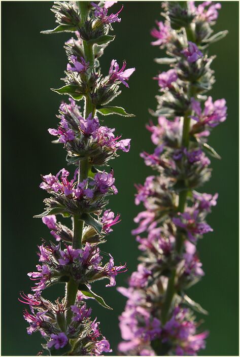 Blut-Weiderich (Lythrum salicaria)