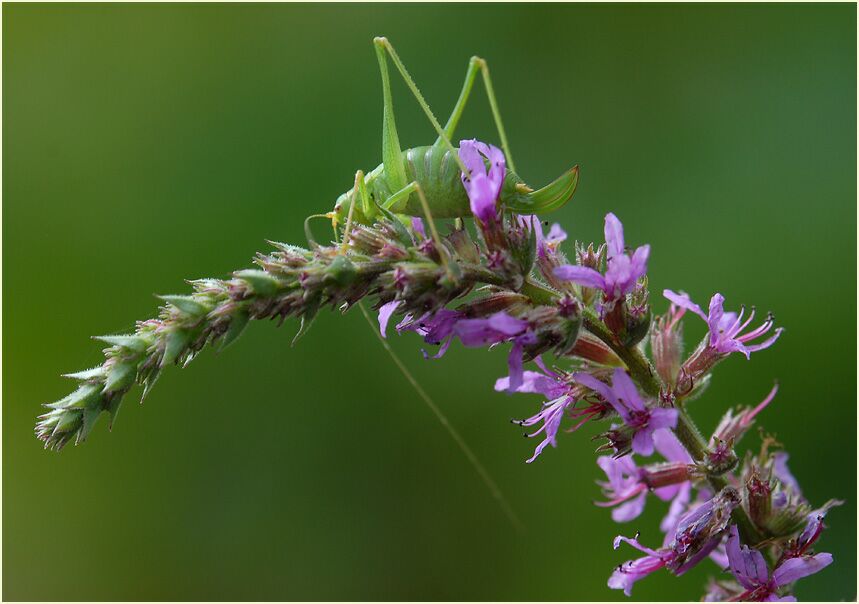 Blut-Weiderich (Lythrum salicaria)