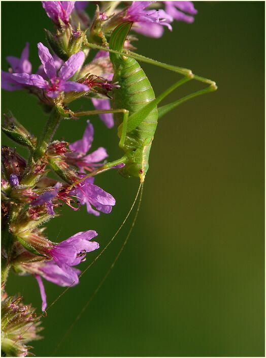 Blut-Weiderich (Lythrum salicaria)