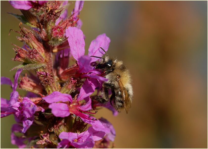 Blut-Weiderich (Lythrum salicaria)