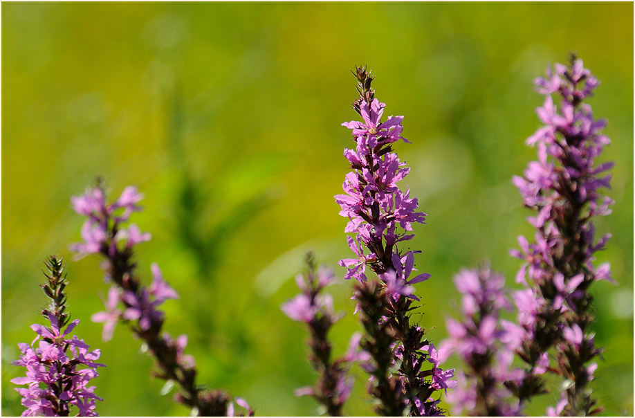 Blut-Weiderich (Lythrum salicaria)