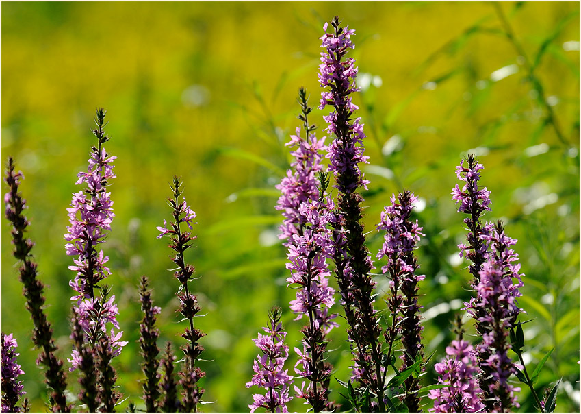 Blut-Weiderich (Lythrum salicaria)