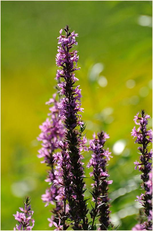 Blut-Weiderich (Lythrum salicaria)