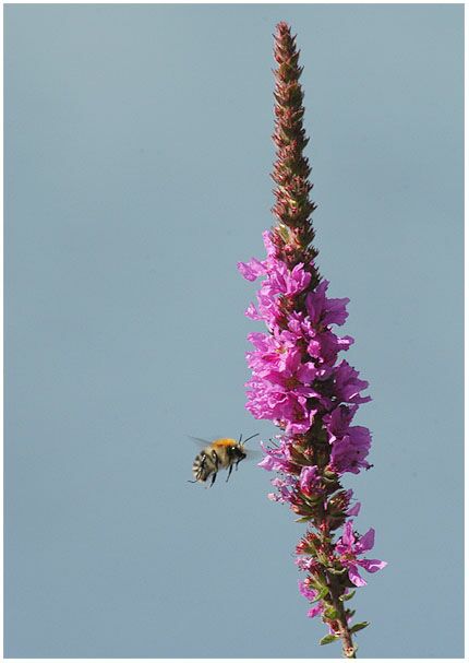 Blut-Weiderich (Lythrum salicaria)