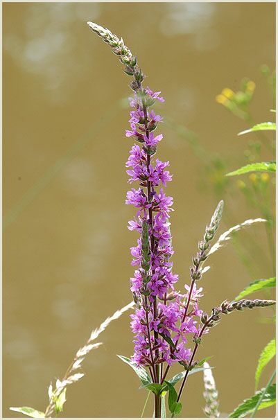 Blut-Weiderich (Lythrum salicaria)