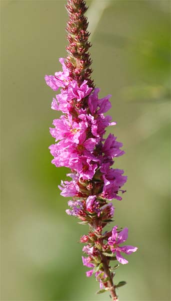 Blut-Weiderich (Lythrum salicaria)