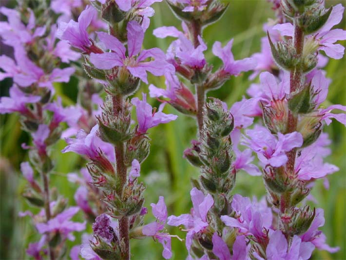 Blut-Weiderich (Lythrum salicaria)