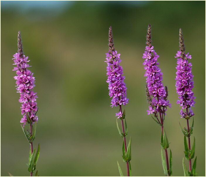 Blut-Weiderich (Lythrum salicaria)