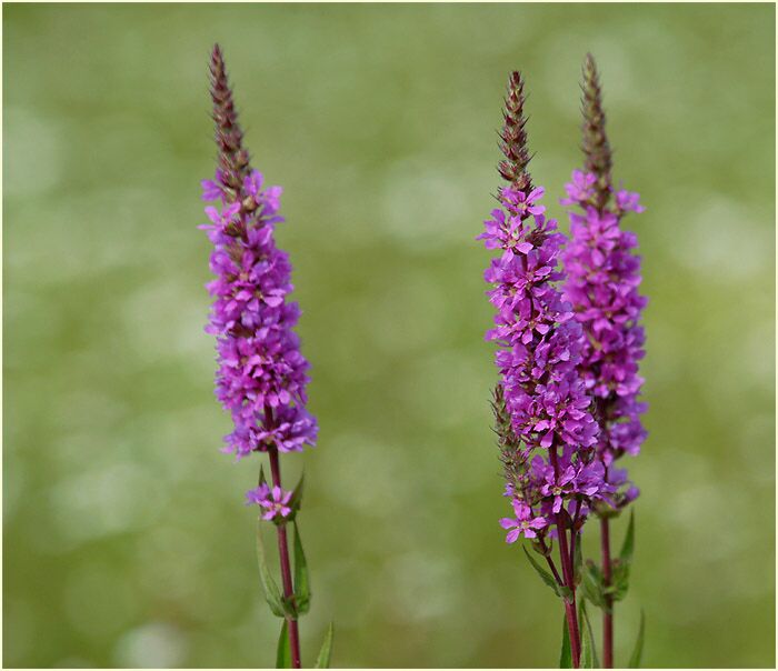 Blut-Weiderich (Lythrum salicaria)