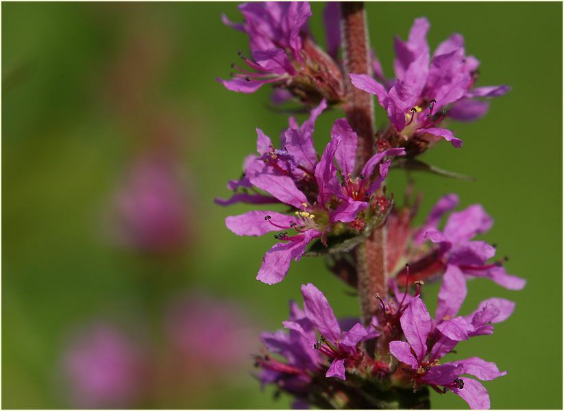 Blut-Weiderich (Lythrum salicaria)